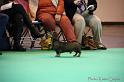 Crufts2011_2 424